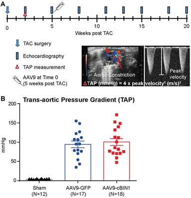 Exogenous Cardiac Bridging Integrator 1 Benefits Mouse Hearts With Pre-existing Pressure Overload-Induced Heart Failure